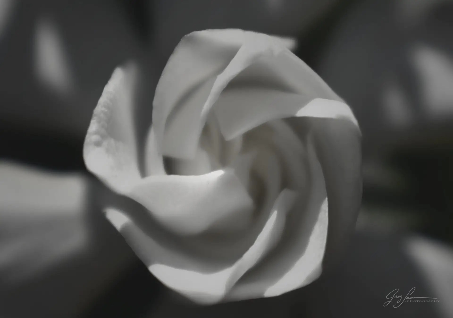 An image of a single soft white Gardenia flower in bloom.